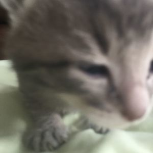 Meet your Posher, Gavin